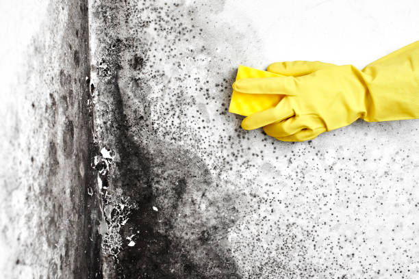 Best Certified Mold Removal  in Barneveld, WI