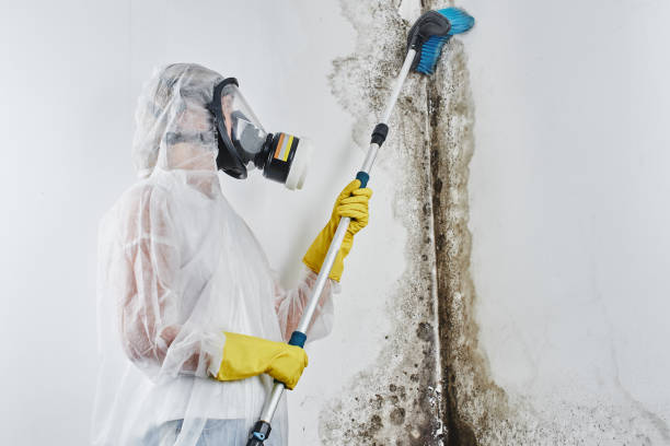 Professional Mold Removal in Barneveld, WI