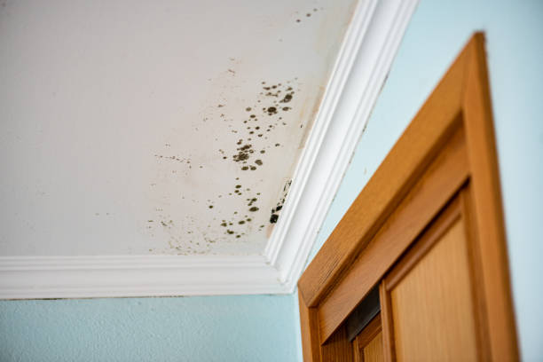 Best Mold Damage Repair  in Barneveld, WI