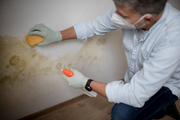 Best Professional Mold Removal  in Barneveld, WI