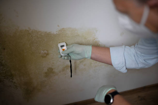 Best Mold Remediation  in Barneveld, WI
