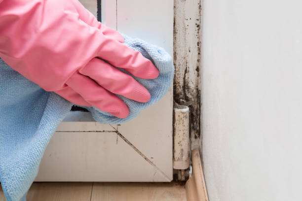 Best Mold Damage Repair  in Barneveld, WI