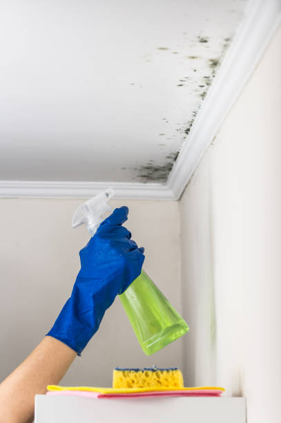 Best Black Mold Removal  in Barneveld, WI